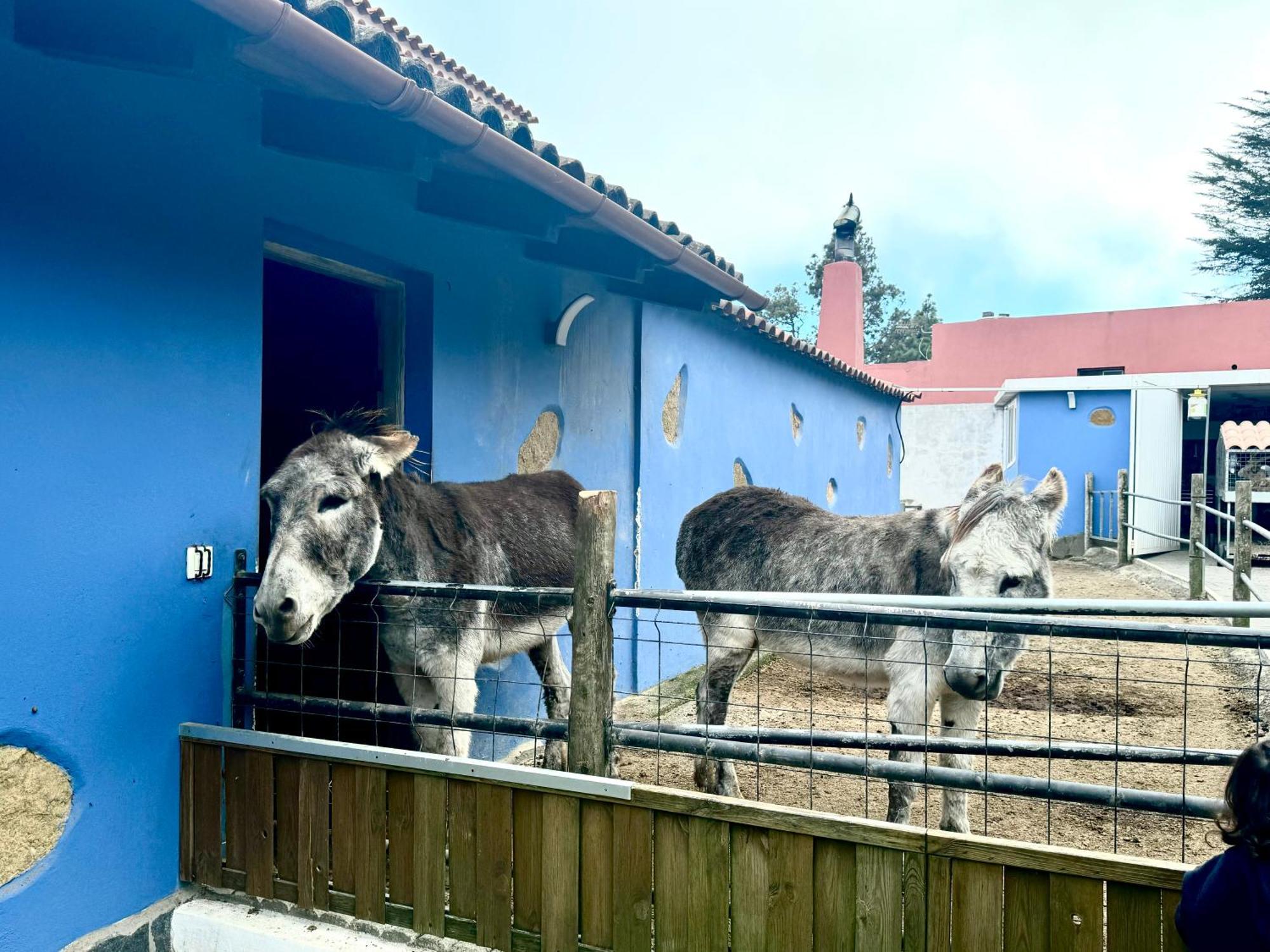 Ferienhaus Casa Antigua La Esperanza (Tenerife)